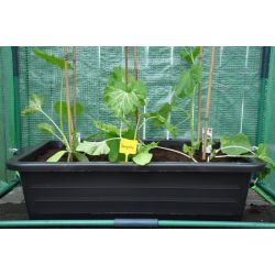 Royal Well Maxi Container 40L kweekbak