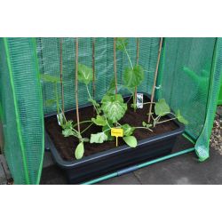 Royal Well Maxi Container 40L kweekbak
