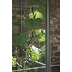Royal Well plantspiralen (set 4 stuks) - zwart